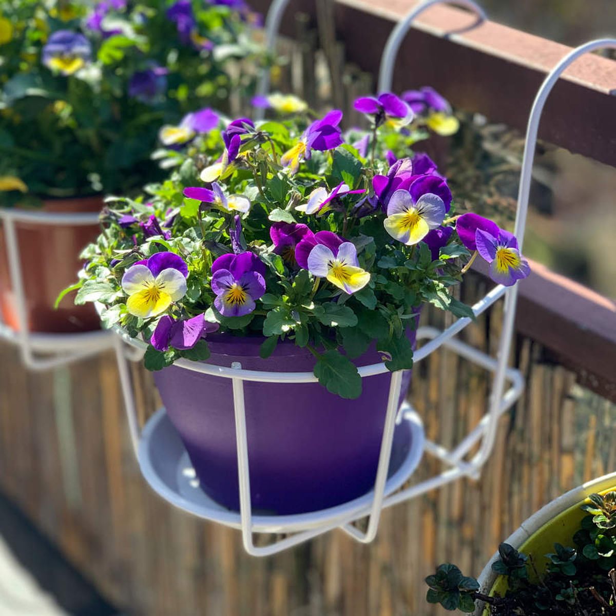 A pesar de ser plantas resistentes y poco exigentes, los pensamientos en macetas requieren algunos cuidados especiales. Imagen: Pixabay A pesar de ser plantas resistentes y poco exigentes, los pensamientos en macetas requieren algunos cuidados especiales. Imagen: Pixabay