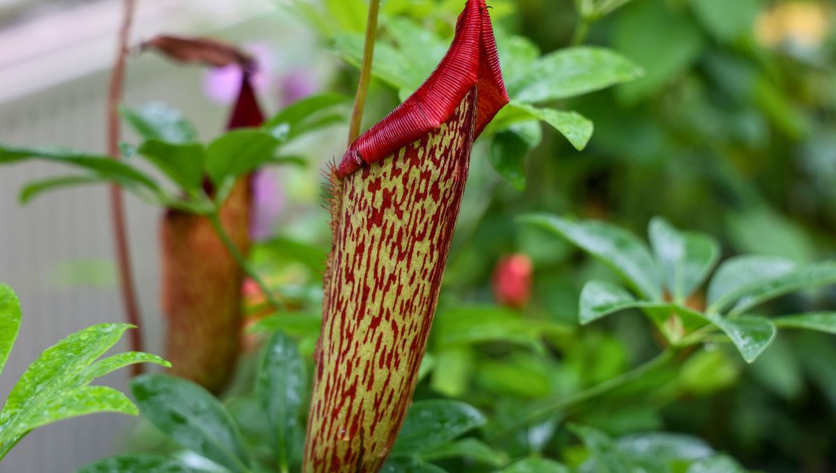 La planta Nepenthes vive gracias a los insectos que captura por medio de sus flores tubulares La planta Nepenthes vive gracias a los insectos que captura por medio de sus flores tubulares