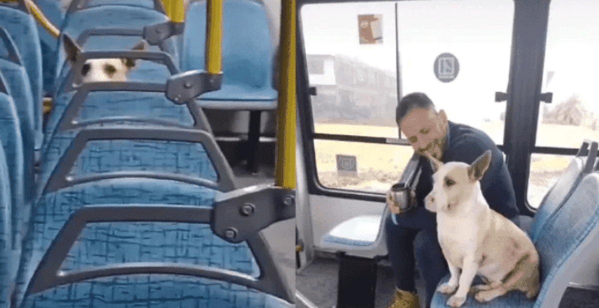 Tierna historia. "Corchito", el perro que le gusta viajar en colectivo.