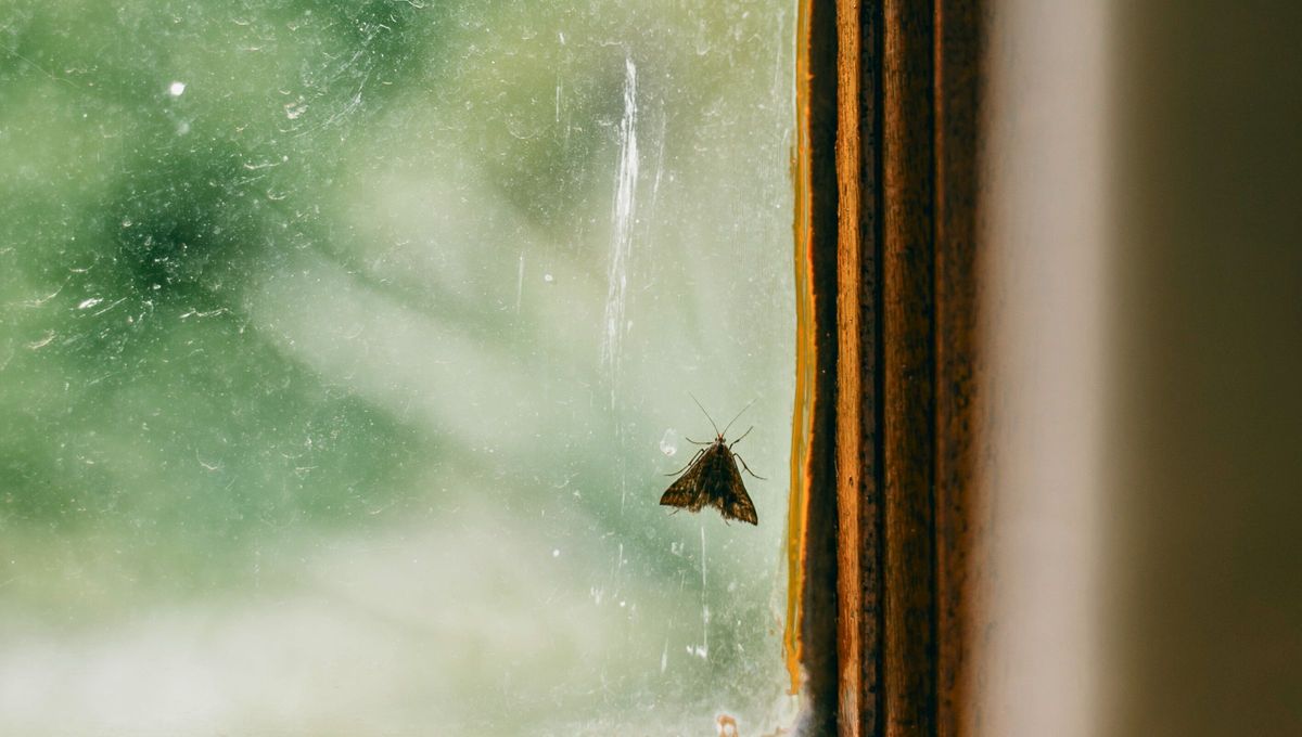 Las polillas pueden ser una de las plagas más molestas en la habitación de casa. Las polillas pueden ser una de las plagas más molestas en la habitación de casa. 