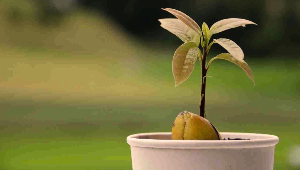 Con la semilla de palta, puedes realizar un antiguo ritual. Con la semilla de palta, puedes realizar un antiguo ritual. 