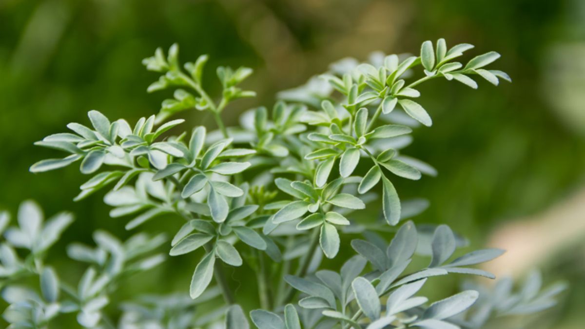 Qué significa tener una RUDA macho y una hembra en el jardín de casa