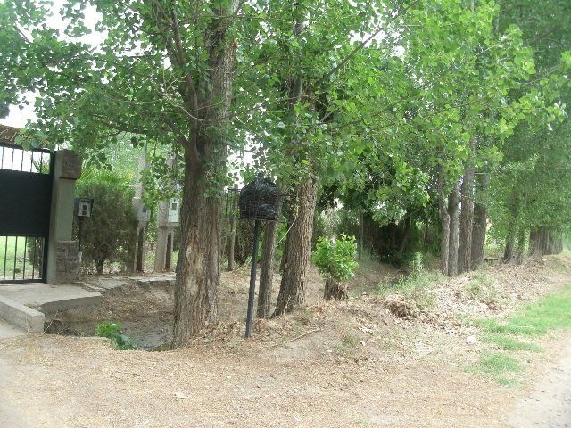 Alvear: incentivo a la implantación de forestales
