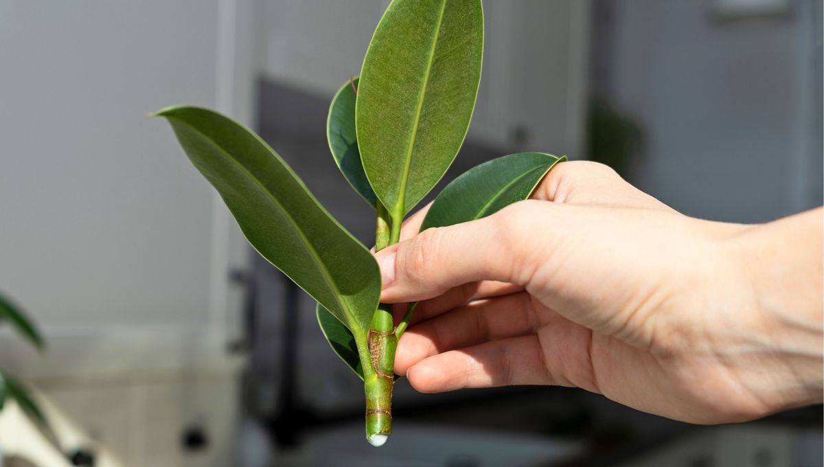 Los árboles de gomero son excelentes purificadores de aire Los árboles de gomero son excelentes purificadores de aire 