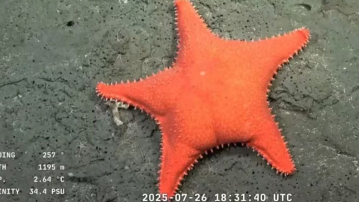 La pasta inspirada en la estrella de mar culona: donde comprar los exquisitos sorrentinos