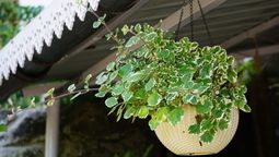 La planta del dinero es un talismán para la riqueza. La planta del dinero es un talismán para la riqueza.