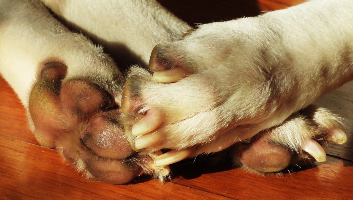 Patas perros. Patas perros.