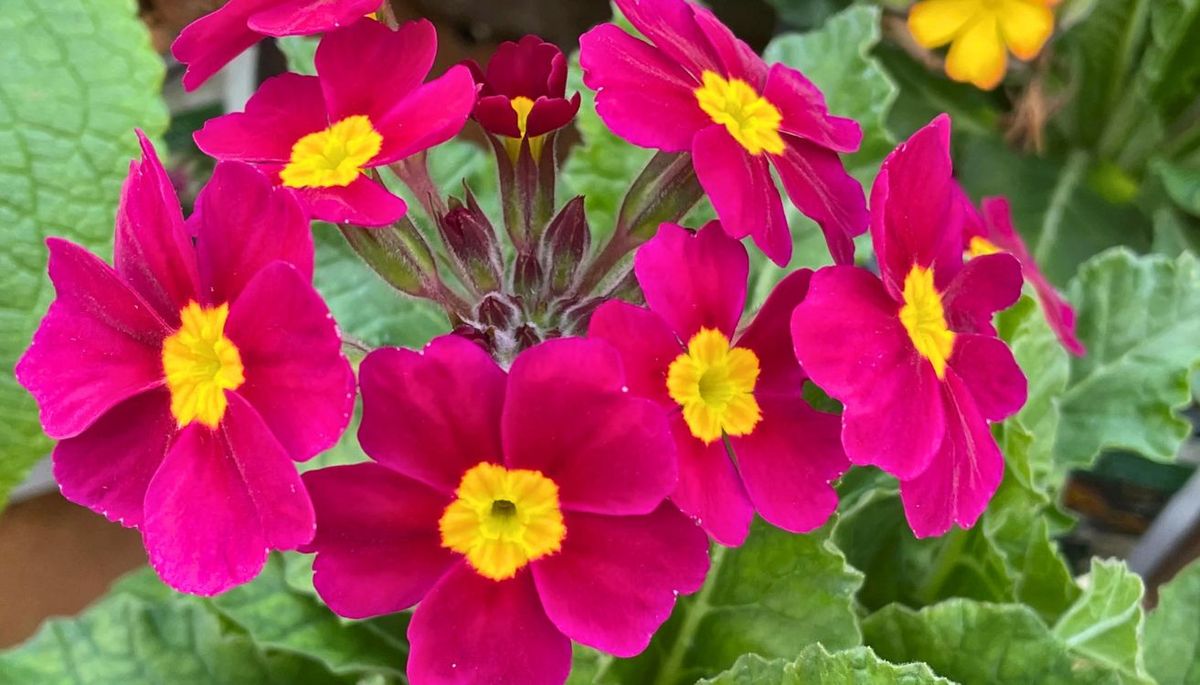 Estas plantas se pueden cultivar en maceta o directo en el sustrato.