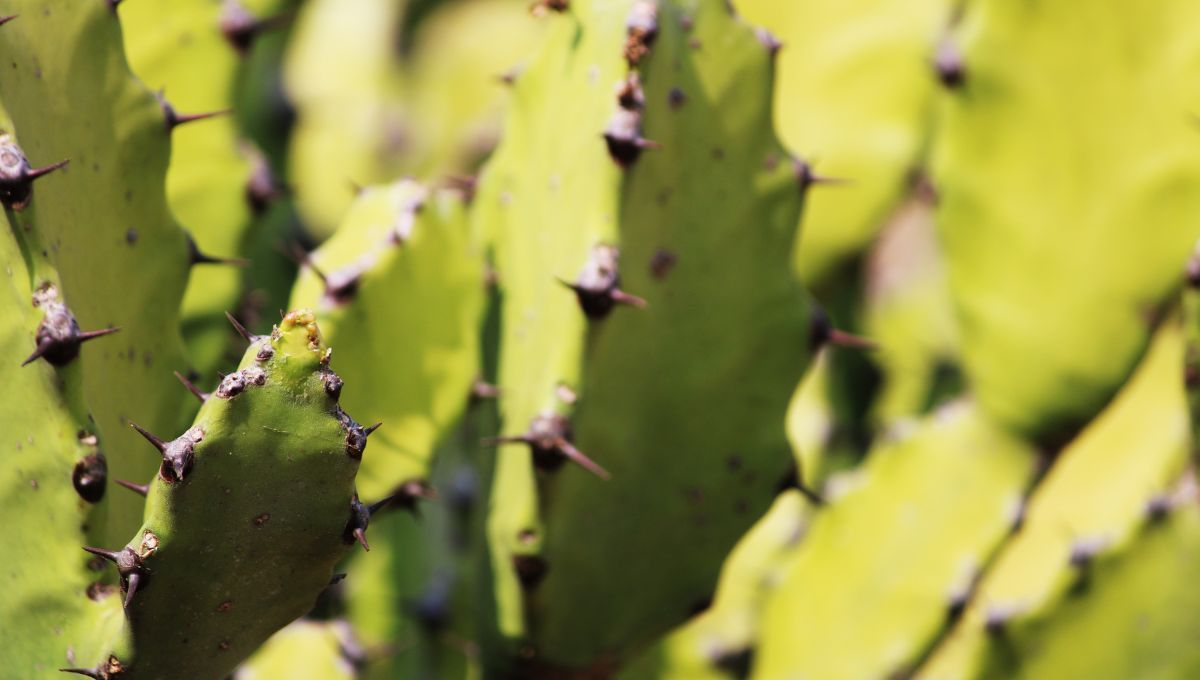 Las plantas y suculentas con espinas suelen atraer malas energías. Las plantas y suculentas con espinas suelen atraer malas energías.