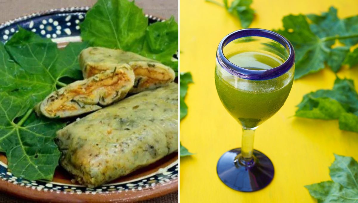 Esta hoja y sus compuestos son esenciales para las funciones cerebrales y el crecimiento. Esta hoja y sus compuestos son esenciales para las funciones cerebrales y el crecimiento.