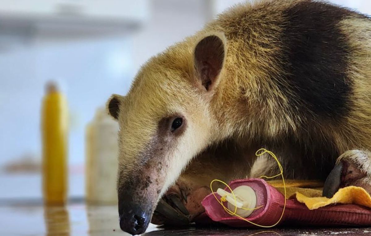 El oso hormiguero rescatado en Mendoza está más cerca de volver a la selva.