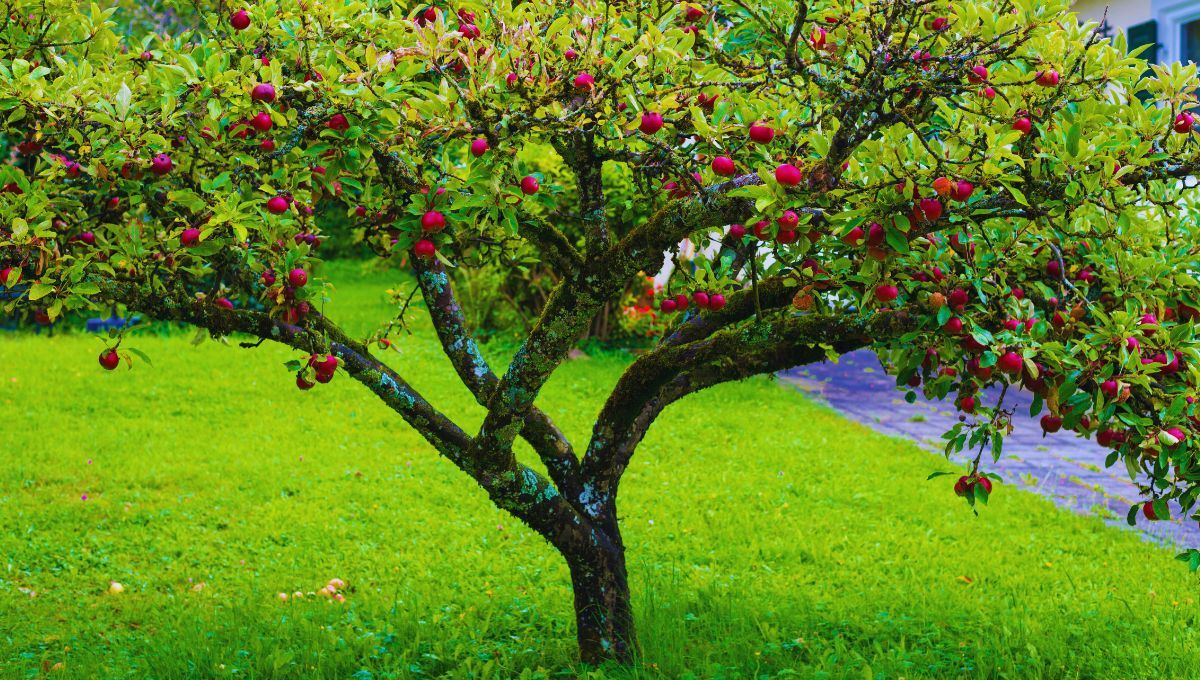 El árbol que debes podar en marzo si quieres que te regale una gran cosecha en el verano