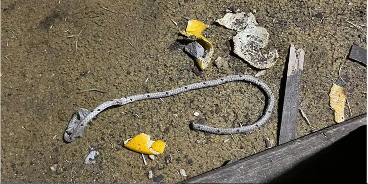 Un chico de 15 años que fue secuestrado y torturado durante días. Un chico de 15 años que fue secuestrado y torturado durante días.