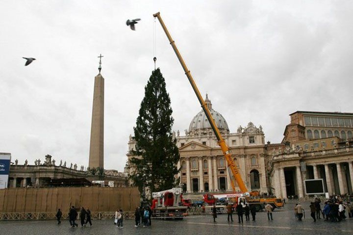 Llegó a Plaza San Pedro el tradicional árbol de navidad del Papa