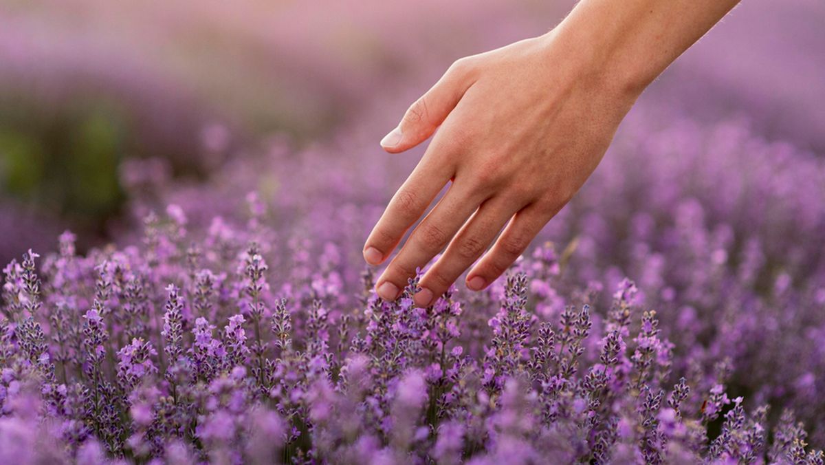 Qué significa tener una LAVANDA en el jardín de casa