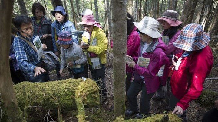 El pequeño mundo del musgo que levanta pasiones en Japón