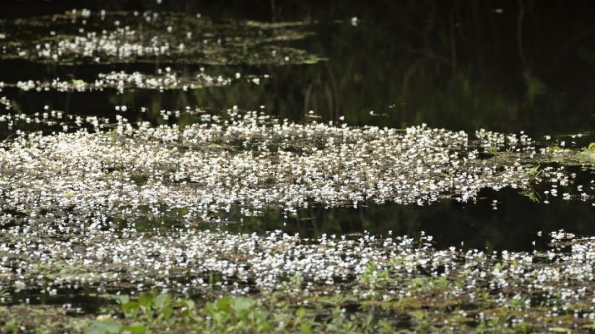 Crédito: Rodrigo Folch Crédito: Rodrigo Folch