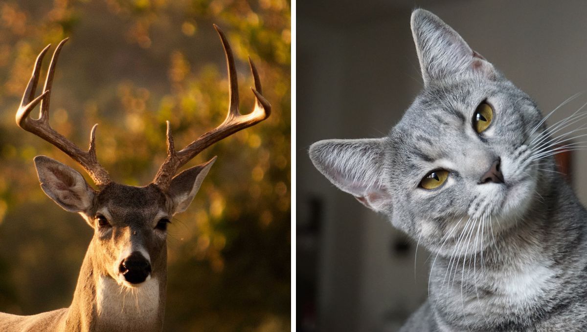 Ciervo y gato. Ciervo y gato.