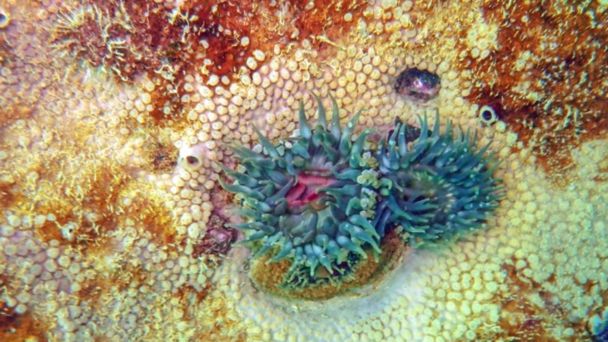 Dos anémonas unidas a una esponja marina de más de un metro de largo. Las superficies rugosas de la estructura MX-1 son ideales para que se adhieran diversos organismos marinos (Imagen: Yuri Hooker) Dos anémonas unidas a una esponja marina de más de un metro de largo. Las superficies rugosas de la estructura MX-1 son ideales para que se adhieran diversos organismos marinos (Imagen: Yuri Hooker)