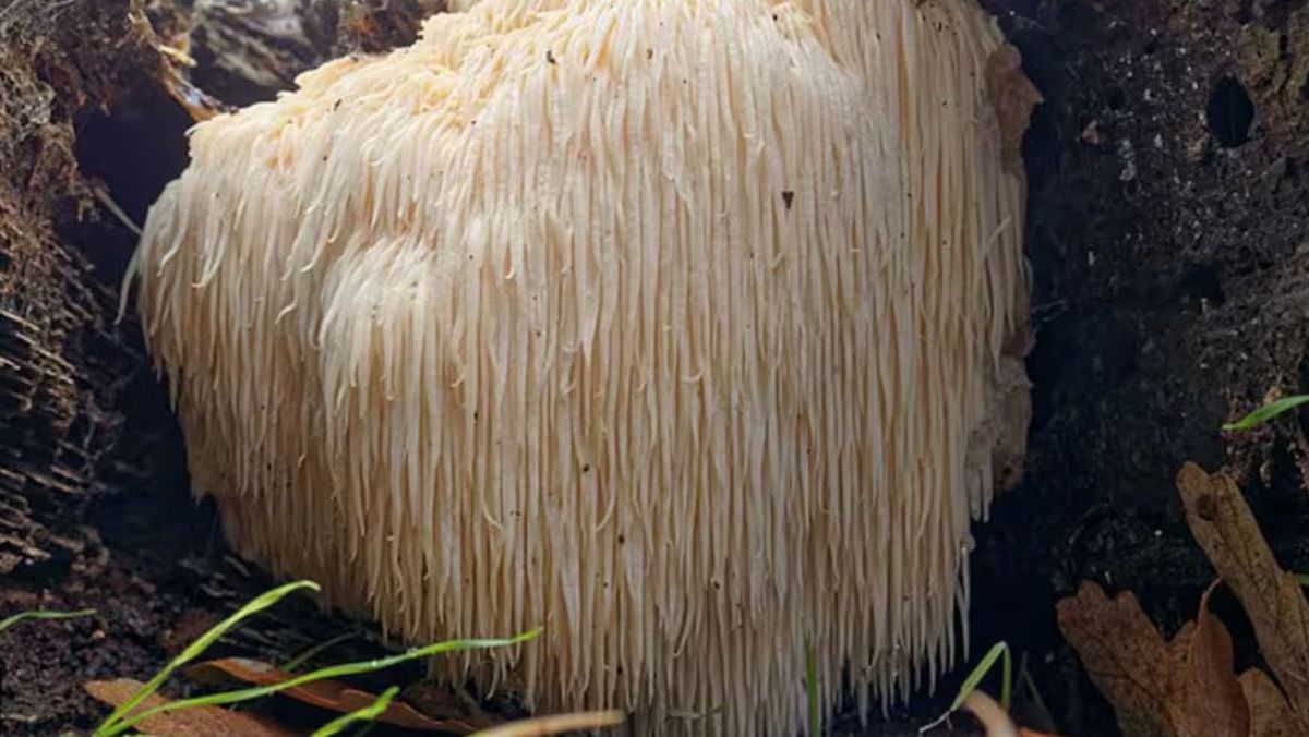 Investigaron los efectos de un producto natural poco conocido: qué alimento es capaz de regenerar las neuronas y fortalecer la memoria Investigaron los efectos de un producto natural poco conocido: qué alimento es capaz de regenerar las neuronas y fortalecer la memoria