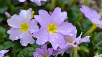 Ni pensamientos ni petunias: la planta con racimos delicados de flores que tolera el frío Ni pensamientos ni petunias: la planta con racimos delicados de flores que tolera el frío
