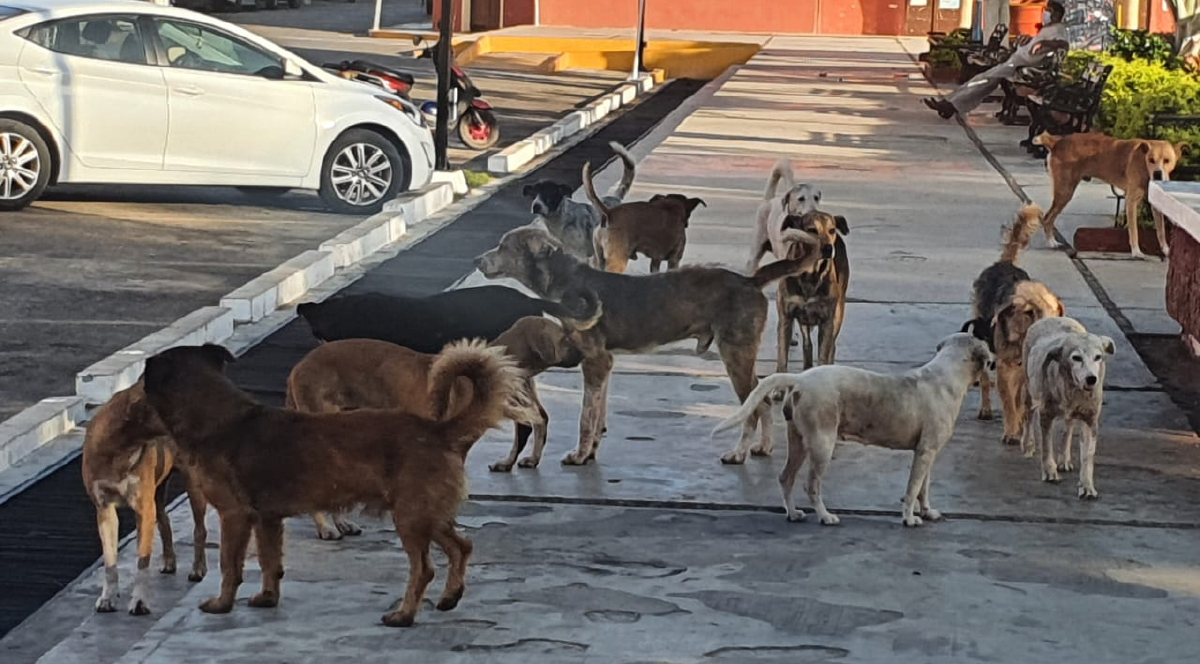 Jauría. Alrededor de 15 perros atacaron sin piedad a un supuesto ladrón que se metió a una casa. Jauría. Alrededor de 15 perros atacaron sin piedad a un supuesto ladrón que se metió a una casa.