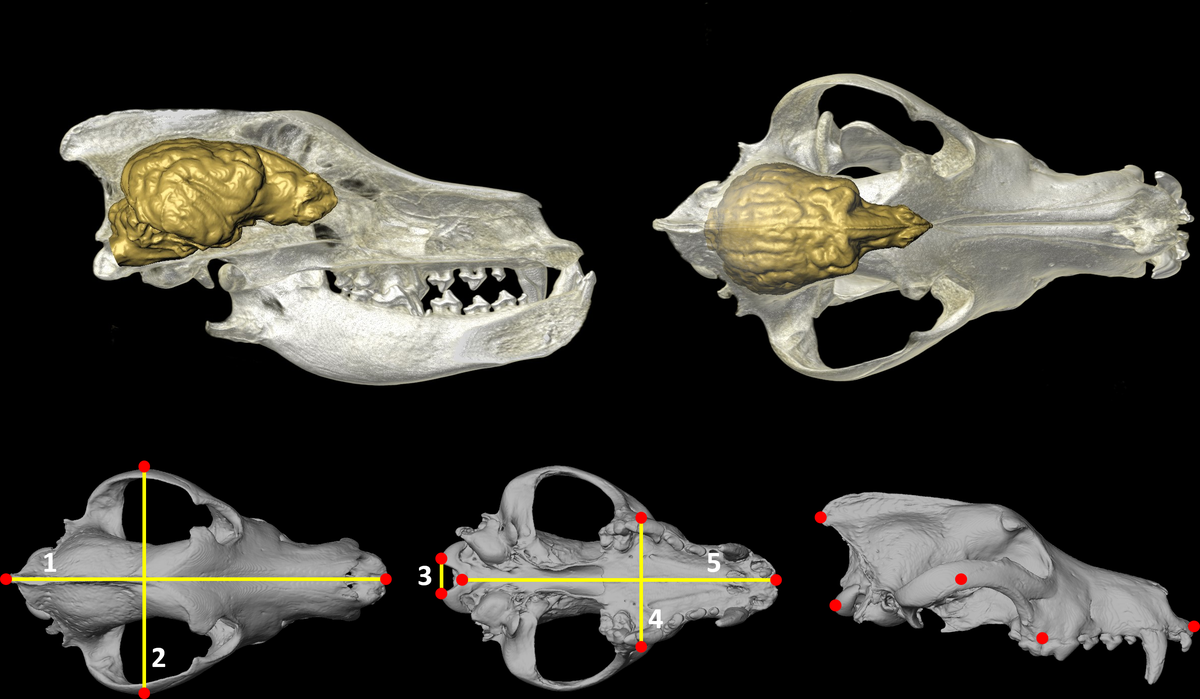 El estudio investigó la diferencia entre los cerebros de los perros y de los lobos que vivían en los alrededores de las aldeas, y el resultado fue sorprendente. Imagen: Thomas Cucchi et al El estudio investigó la diferencia entre los cerebros de los perros y de los lobos que vivían en los alrededores de las aldeas, y el resultado fue sorprendente. Imagen: Thomas Cucchi et al