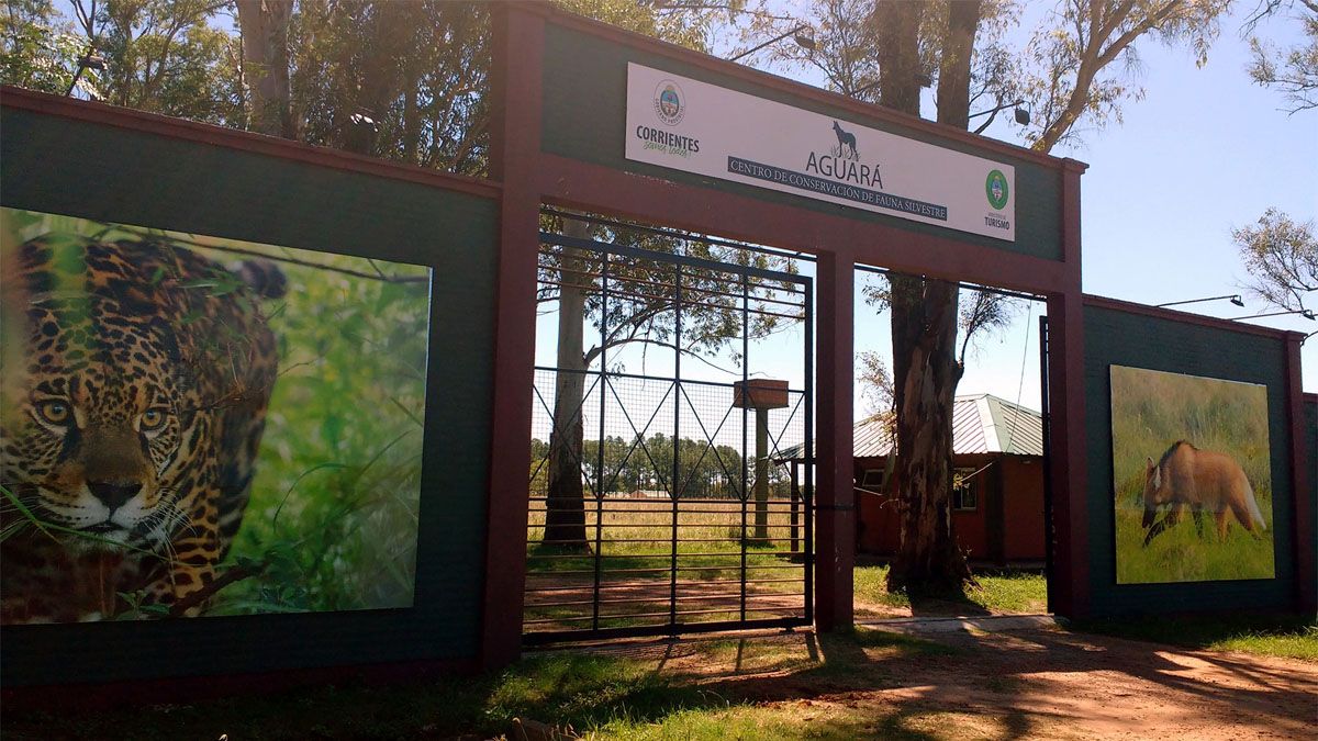El oso melero Matías Ramón será llevado esta semana al centro de conservación de fauna silvestre Aguará, en Corrientes.