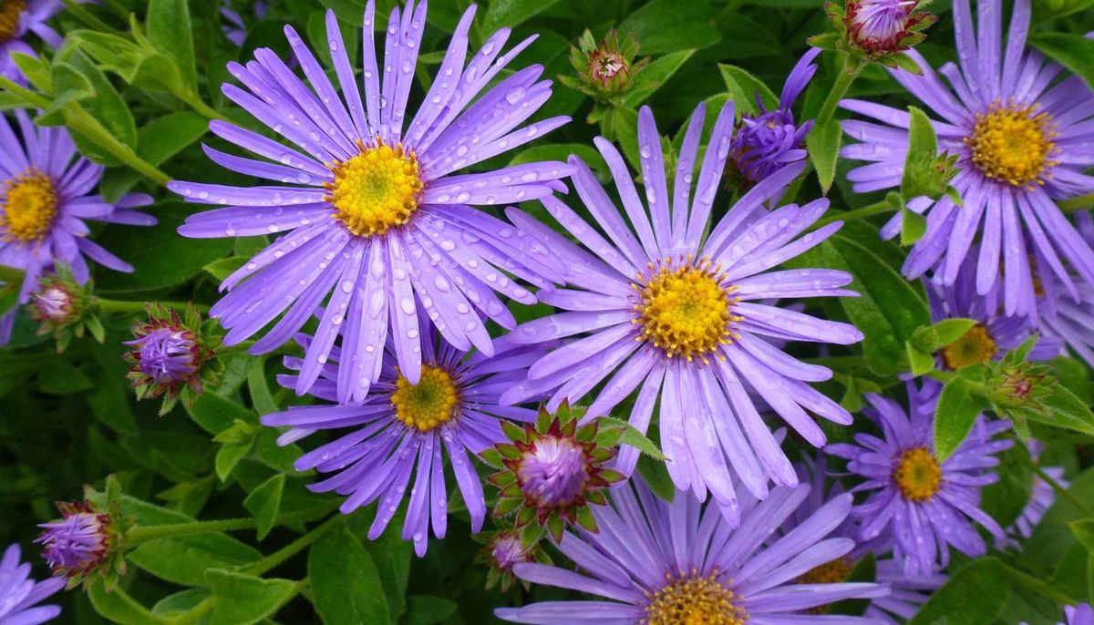 &nbsp;Una aliada perfecta para llenar de color y vida el jard&iacute;n.