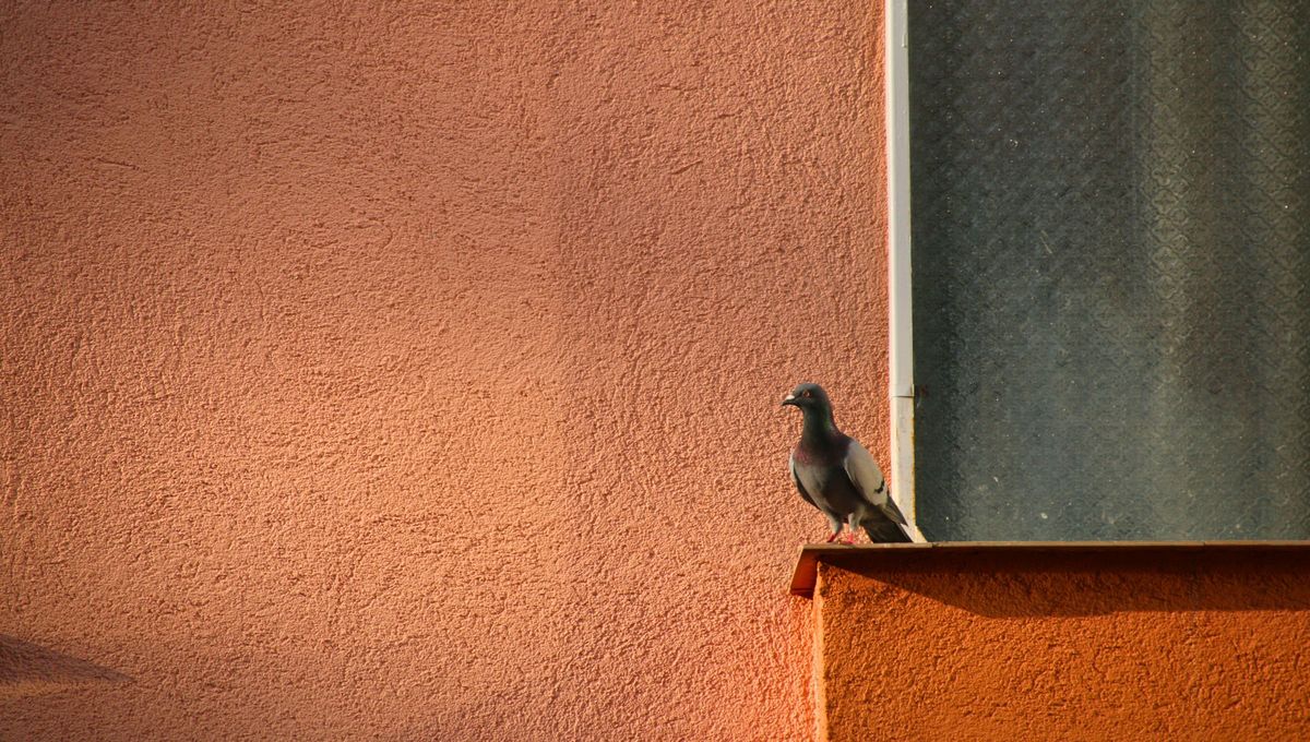 Su presencia en el hogar indica buena energía en el mismo, desde la perspectiva ancestral o suciedad desde la simbología. Su presencia en el hogar indica buena energía en el mismo, desde la perspectiva ancestral o suciedad desde la simbología.