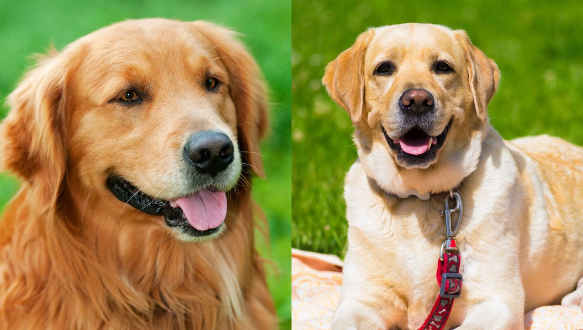 ¿Cuáles son las principales diferencias entre el labrador y el golden retriever?