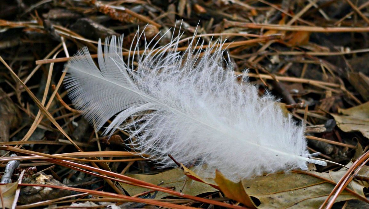 Hallar plumas indica la cercanía de un ser protector o un aviso de paz interior. Hallar plumas indica la cercanía de un ser protector o un aviso de paz interior.