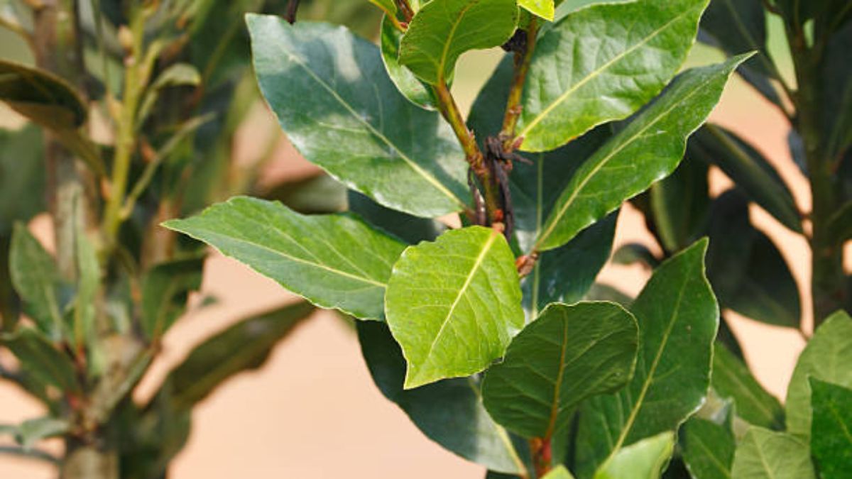 Ni poda ni riego: lo que debes hacer con tu planta de laurel para potenciar su crecimiento
