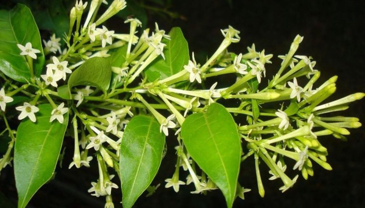 La planta de bajo mantenimiento que se encargará de aromatizar tu jardín durante la noche