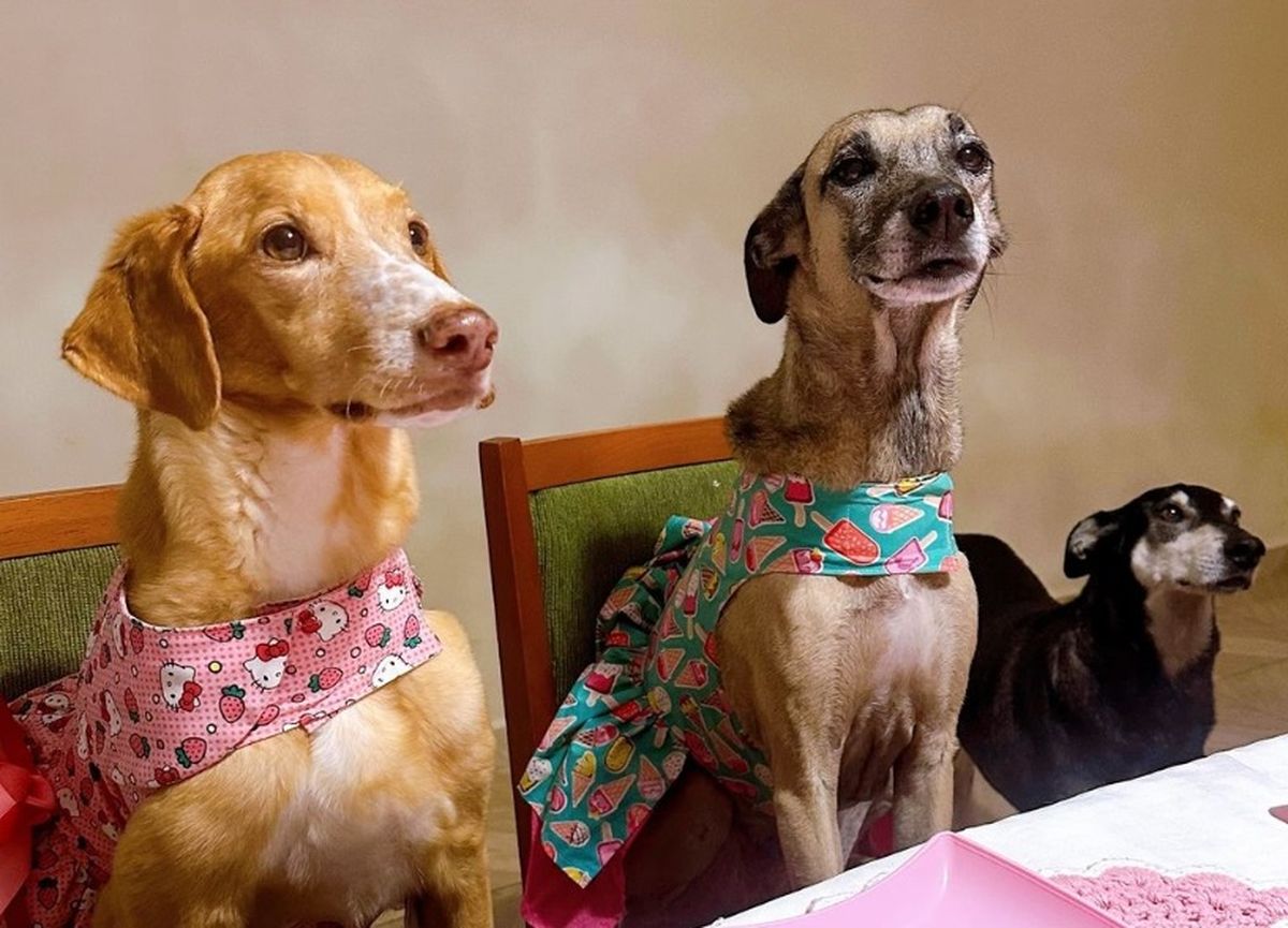 Los invitados vestidos acordes a la situación. Los invitados vestidos acordes a la situación.