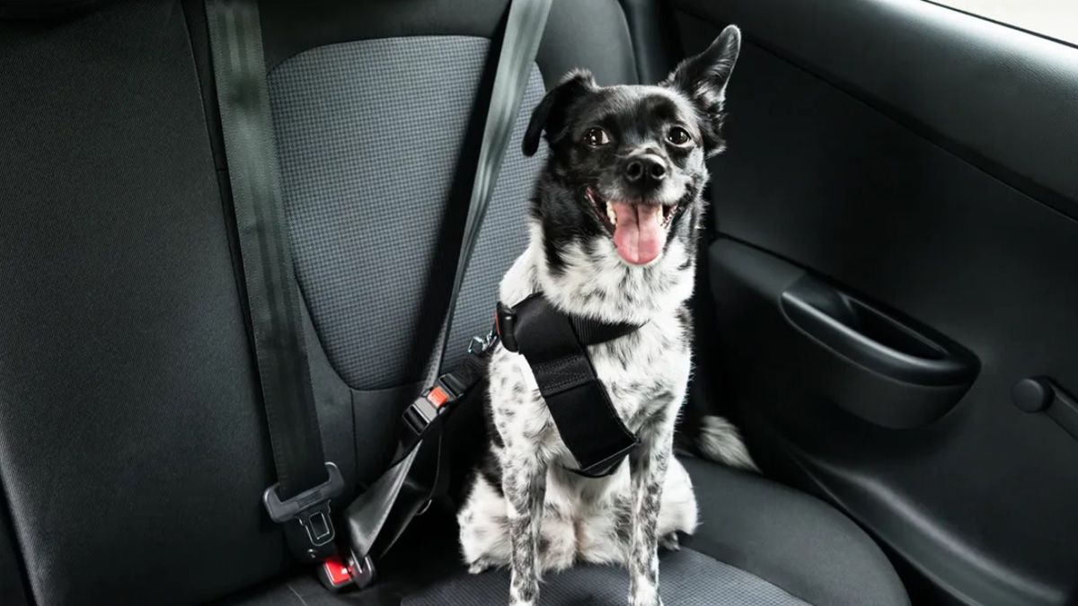 Vacaciones perro. Vacaciones perro.