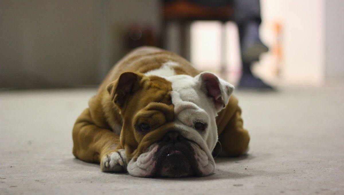 Aunque algunos perros tranquilos por su genética, no siempre es determinante. La educación y hasta la personalidad del dueño/a son factores a tener en cuenta. Foto Canva Aunque algunos perros tranquilos por su genética, no siempre es determinante. La educación y hasta la personalidad del dueño/a son factores a tener en cuenta. Foto Canva