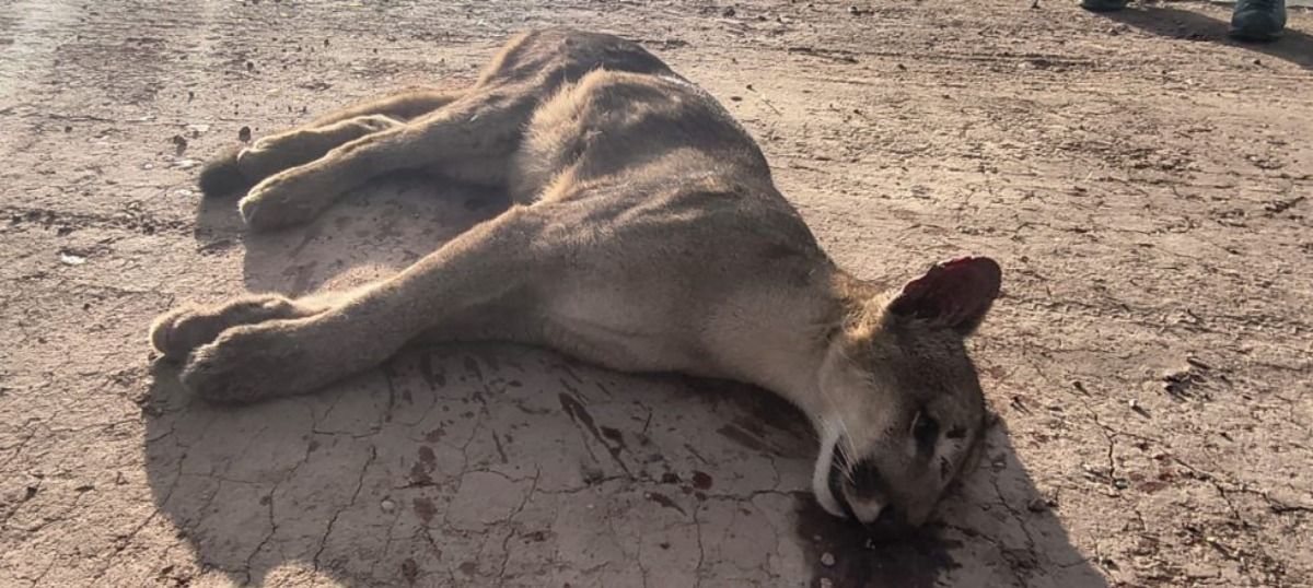 El puma estaba tendido. Creen que alguien lo atropelló y lo dejó moribundo en el lugar. El puma estaba tendido. Creen que alguien lo atropelló y lo dejó moribundo en el lugar.