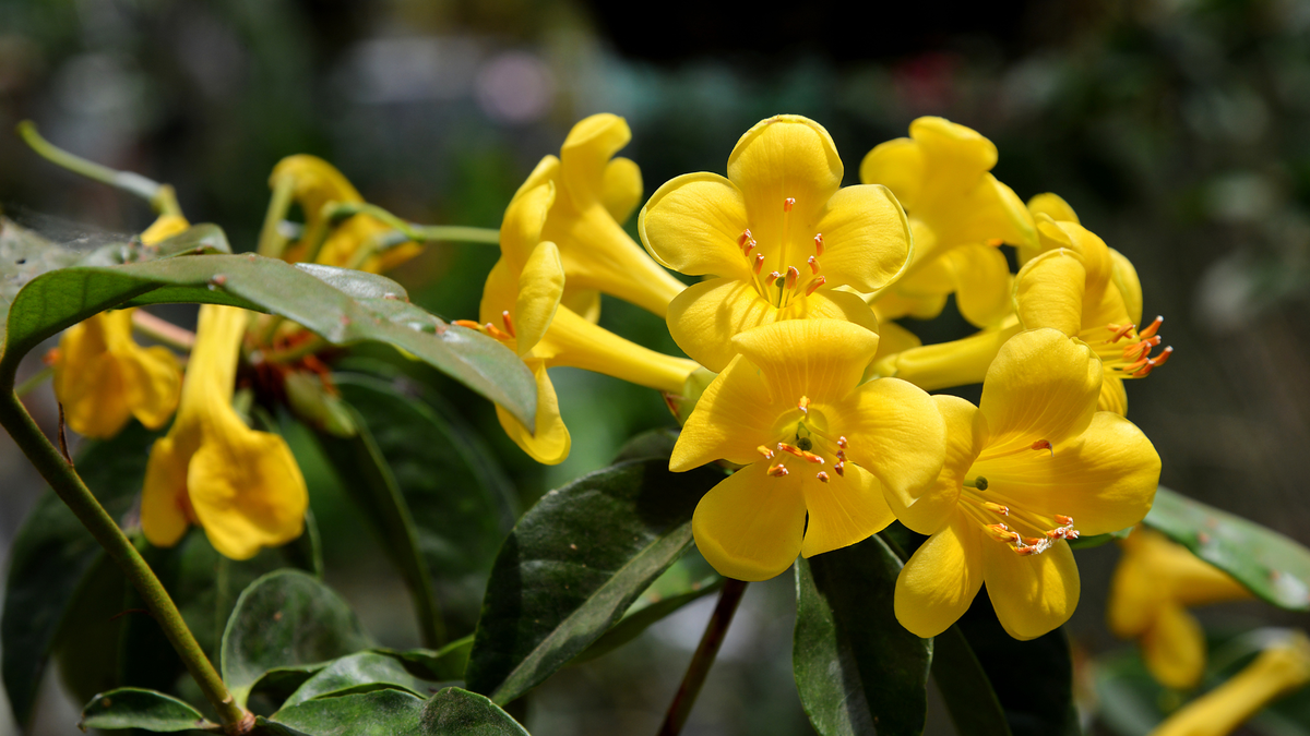 La planta trepadora que puedes cultivar en maceta. Imagen: Freepik