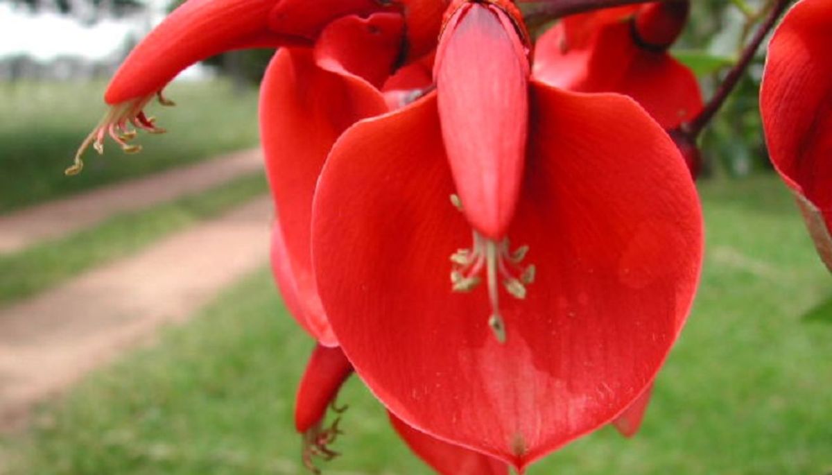 La Flor Nacional Argentina: el ceibo. Imagen: Cancillería Argentina.