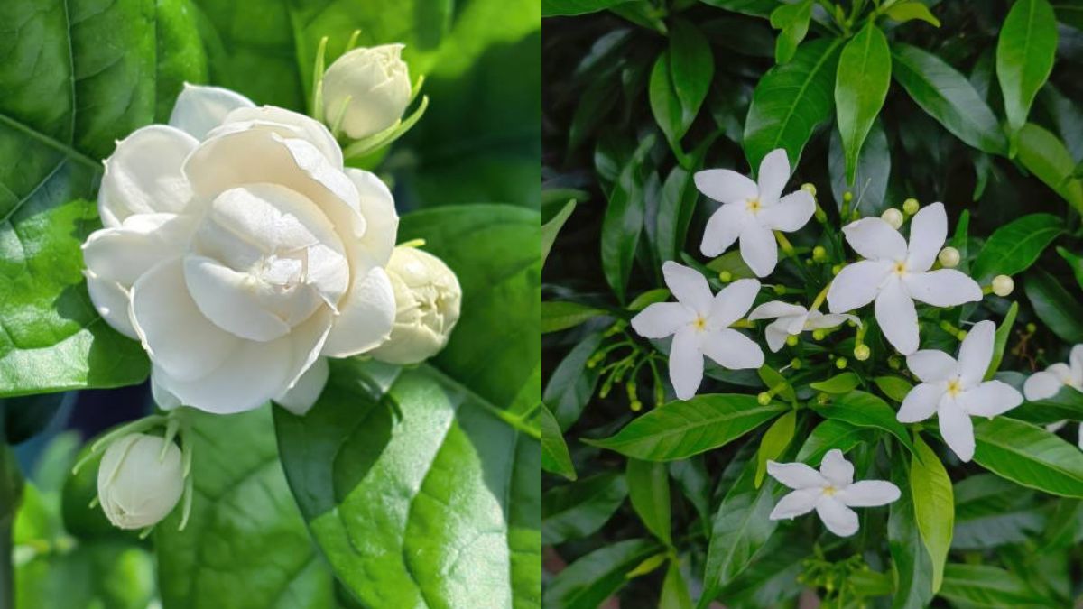 Jardinería: ¿Cuál es la diferencia entre un jazmín y una gardenia? Jardinería: ¿Cuál es la diferencia entre un jazmín y una gardenia?