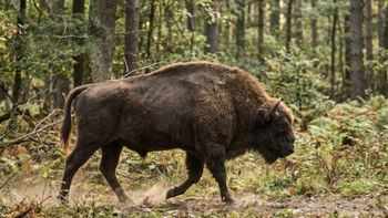 Introdujeron 4 bisontes en el bosque y cuatro años después lo están reforestando de forma natural