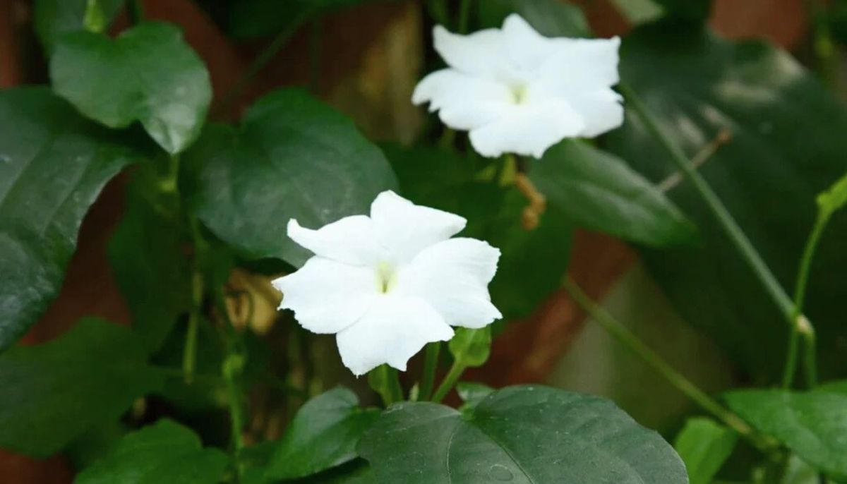 Las flores de la planta desprenden un perfume dulce. Las flores de la planta desprenden un perfume dulce.