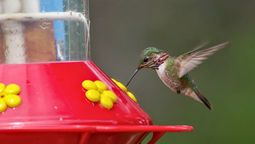 Si ves un colibrí merodeando por tu casa o jardín, te contamos qué significa y por qué es bueno Si ves un colibrí merodeando por tu casa o jardín, te contamos qué significa y por qué es bueno