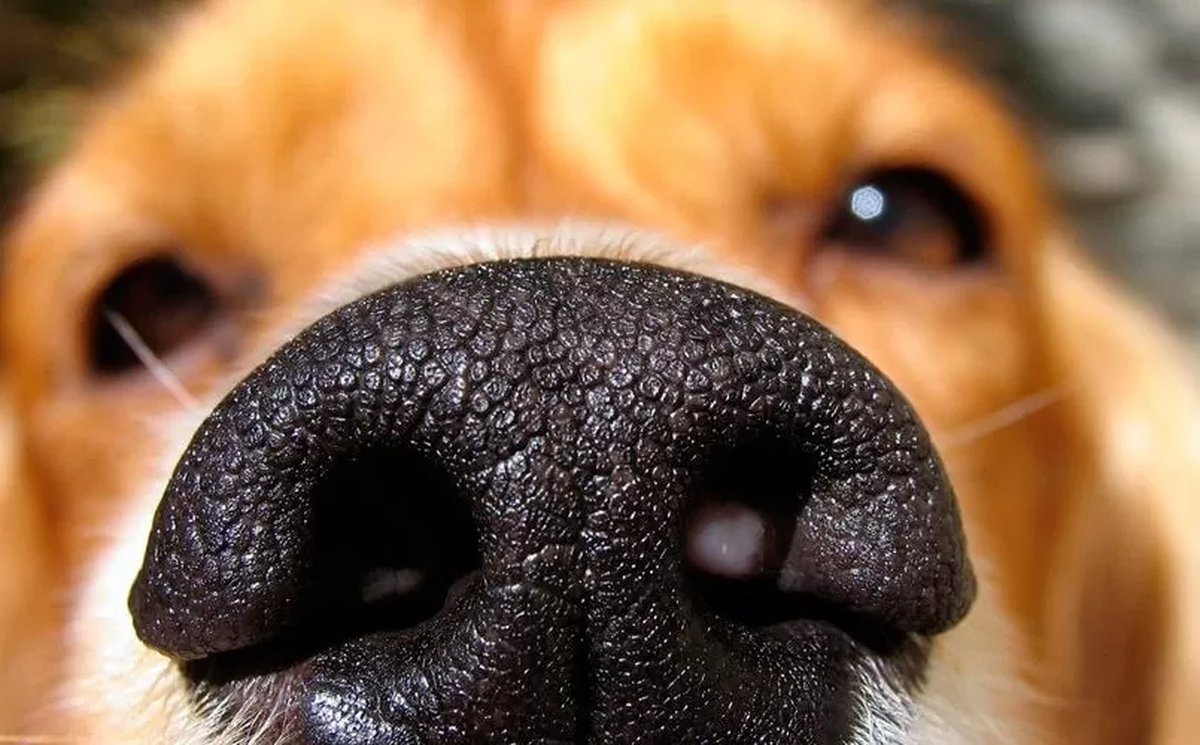 El sentido del olfato es uno de los m&aacute;s fuertes en tu mascota.