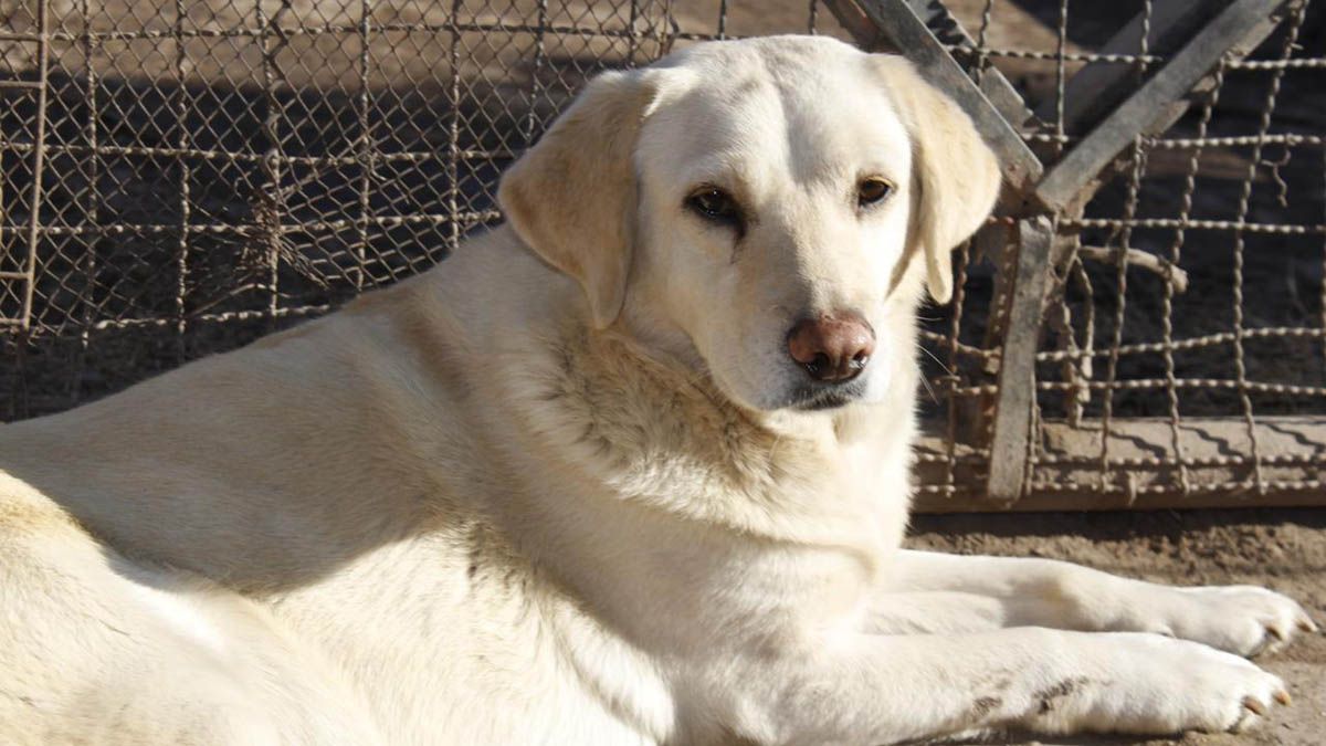 El Refugio de Rousi pide ayuda para encontrar un nuevo lugar para sus 75 perros