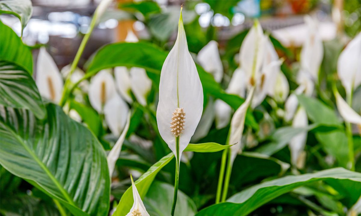 La famosa planta que embellece el hogar y crea un ambiente totalmente saludable La famosa planta que embellece el hogar y crea un ambiente totalmente saludable