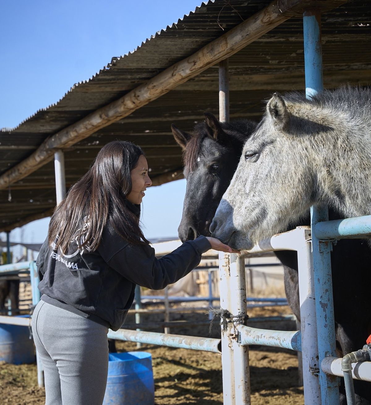 Athena y Venus, dos caballos que responden al amor que reciben a diario desde que están en Pempa. Athena y Venus, dos caballos que responden al amor que reciben a diario desde que están en Pempa.