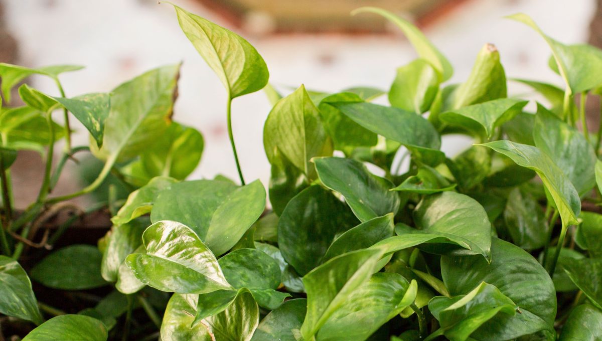 Se caracteriza por tener tallos largos trepadores de los cuales van surgiendo las nuevas hojas. Se caracteriza por tener tallos largos trepadores de los cuales van surgiendo las nuevas hojas.