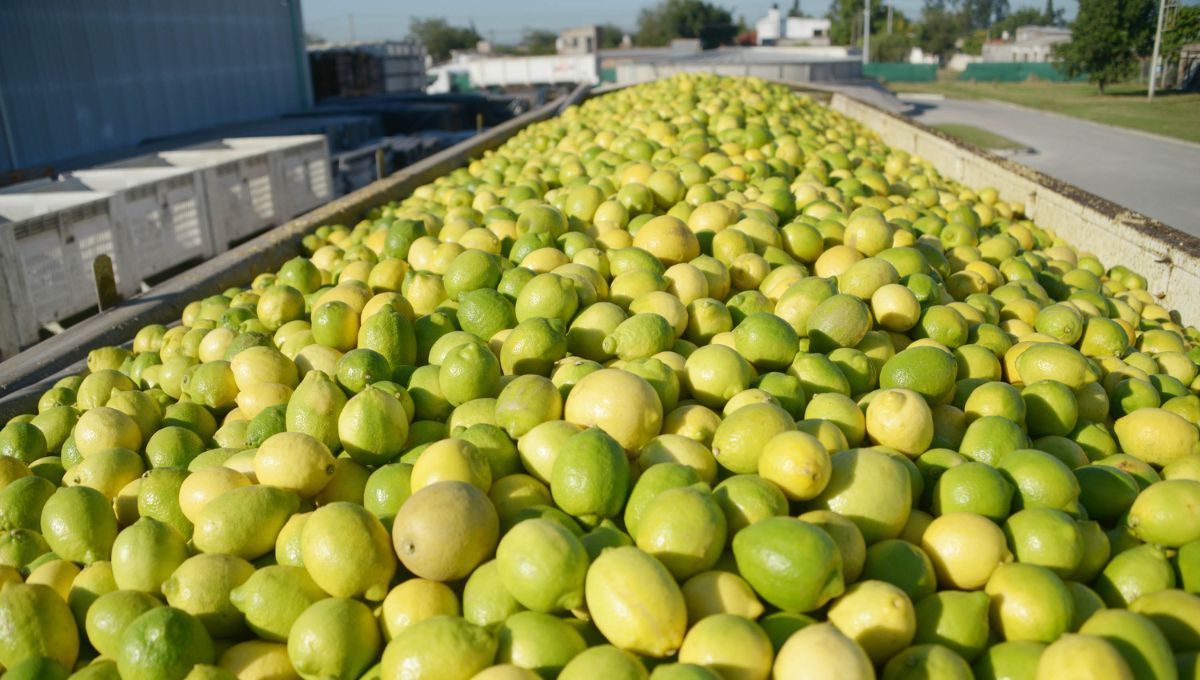 El país que superó a la Argentina liderando las exportaciones de limones a Estados Unidos y China